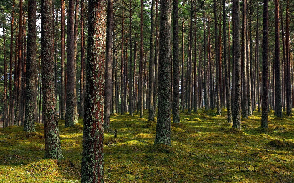 Территория Карелии еловый Сосновый лес