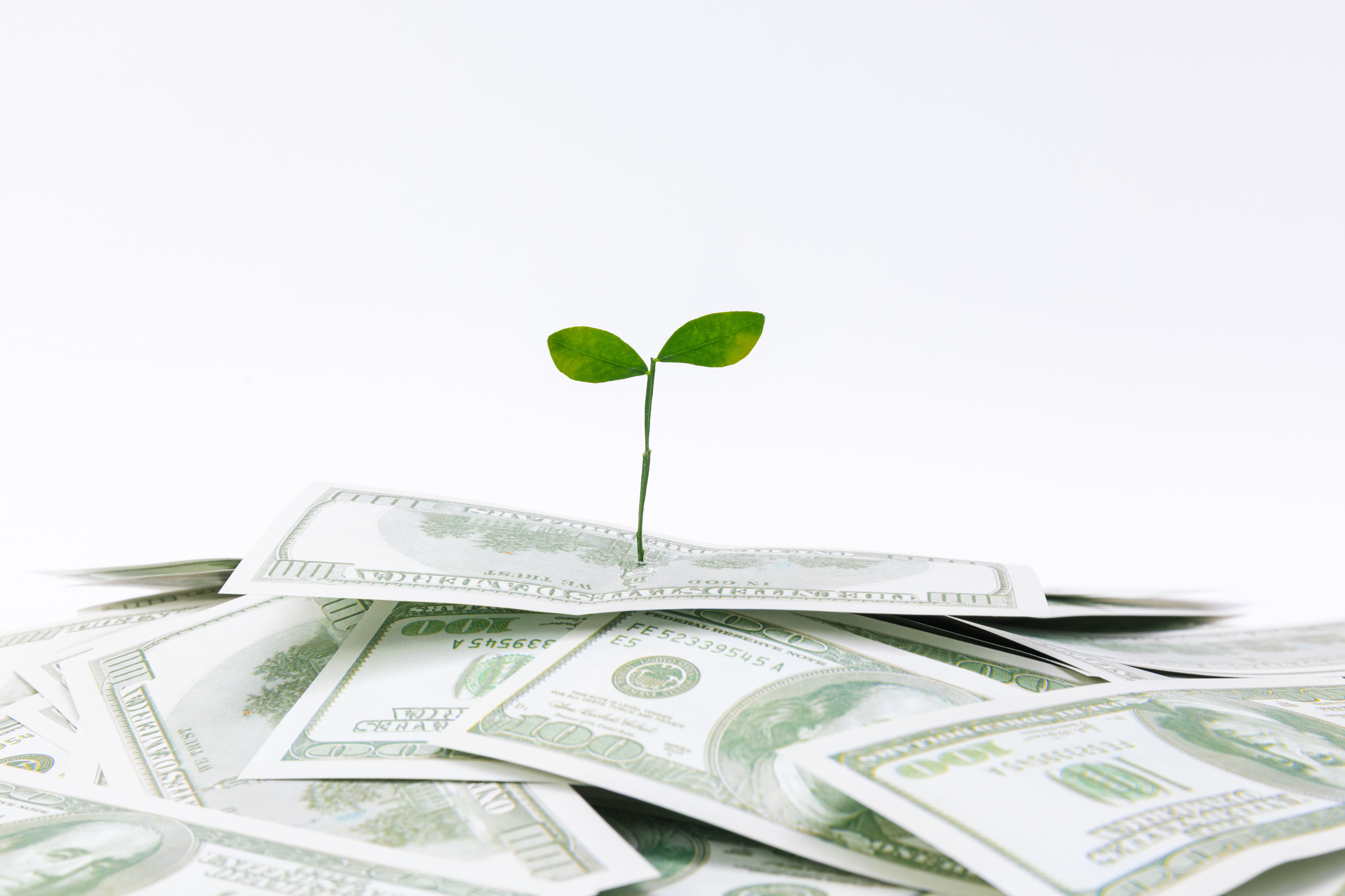 /upl/closeup-shot-plant-dollar-banknotes-concept-investments%20(1).jpg
