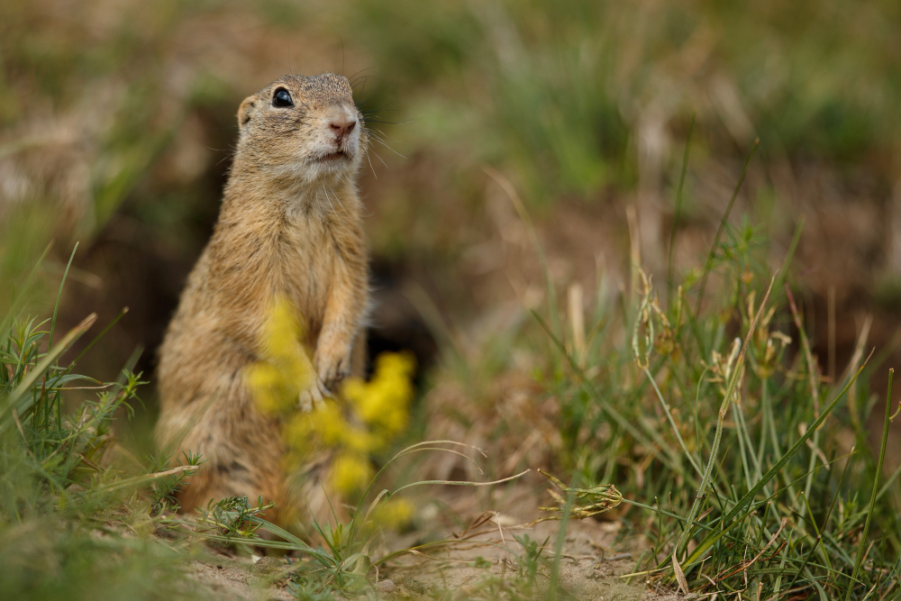 /upl/common-ground-squirrel-on-blooming-meadow-european-suslik-spermophilus-citellus.jpg