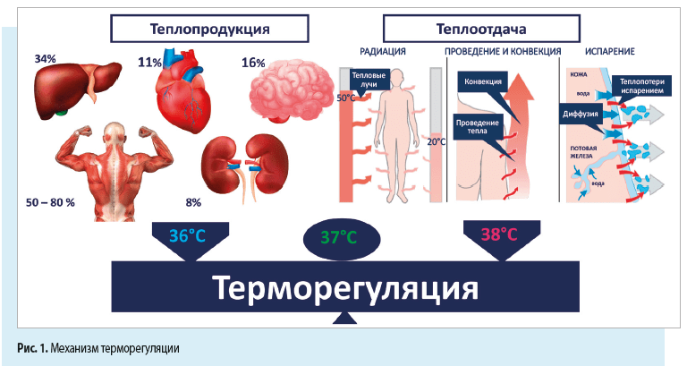 Механизм терморегуляции