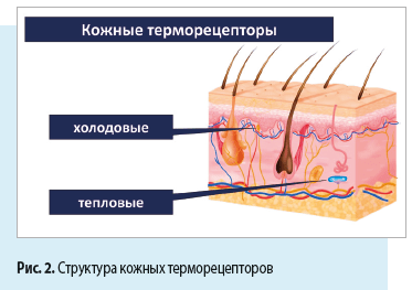 Структура кожных терморецепторов
