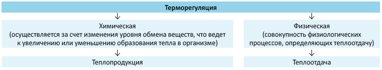 Механизм терморегуляции