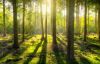 Утверждены Правила лесовосстановления на землях помимо лесного фонда