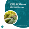 Новые вирусы у комаров и клещей обнаружил Роспотребнадзор 