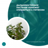 Дальневосточное растение поможет справиться с герпесом